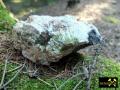 Altbergbau bei Eichigt nahe Oelsnitz im Vogtland, Sachsen, (D) (7) 17. September 2015 typischer Sternquarz.JPG